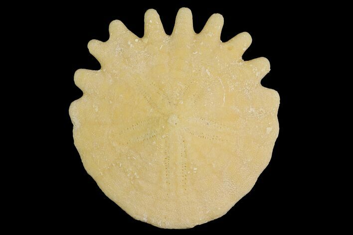 Fossil Sand Dollar (Heliophora) - Boujdour Province, Morocco #177964